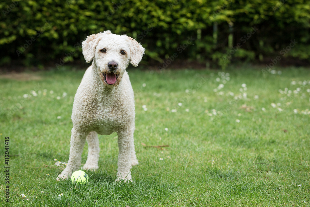 Spanish Water Dog