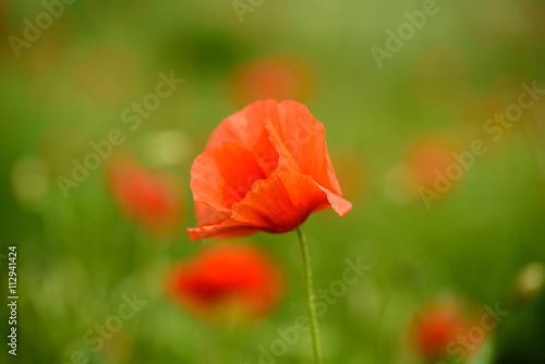 Fototapeta Naklejka Na Ścianę i Meble -  Poppy flower in a field with beautiful colors