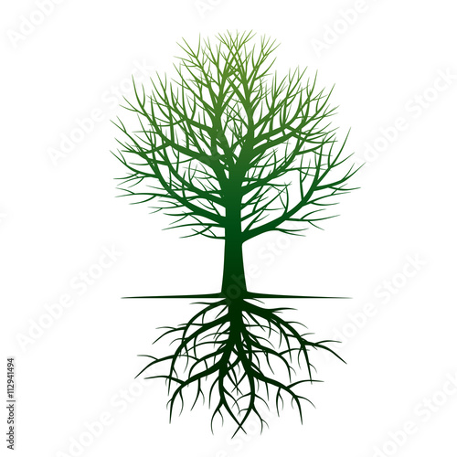 Fototapeta Naklejka Na Ścianę i Meble -  Shape of Tree and Roots. Vector Illustration.