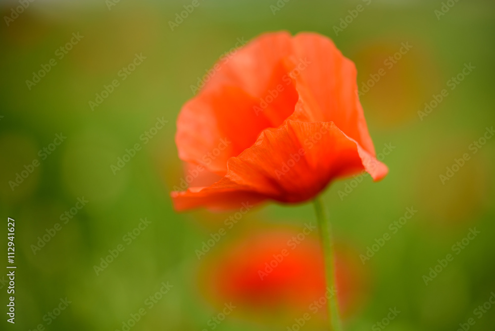 Poppy flower in a field with beautiful colors Poppy flower in a field with beautiful colors