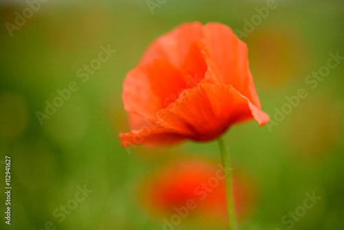 Poppy flower in a field with beautiful colors