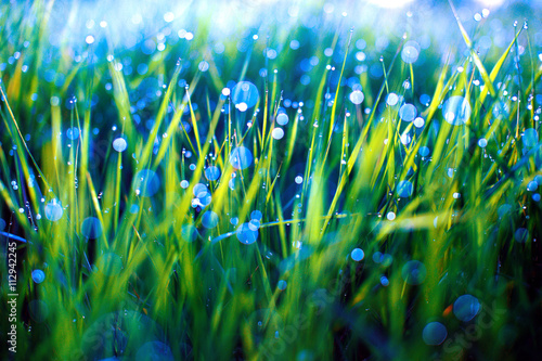 Canvas Print green grass with dew drops and blue bokeh