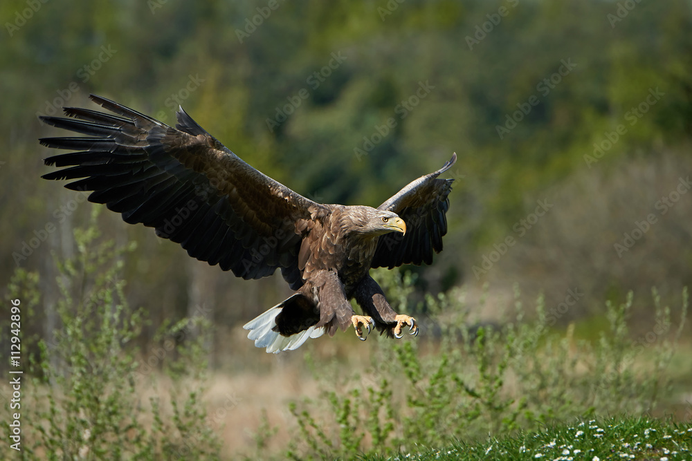 Fototapeta premium White-tailed eagle (Haliaeetus albicilla)