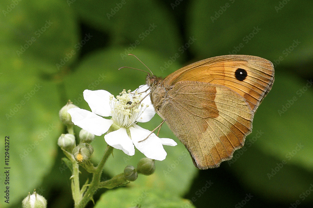 Obraz premium Farfalla Maniola Jurtina