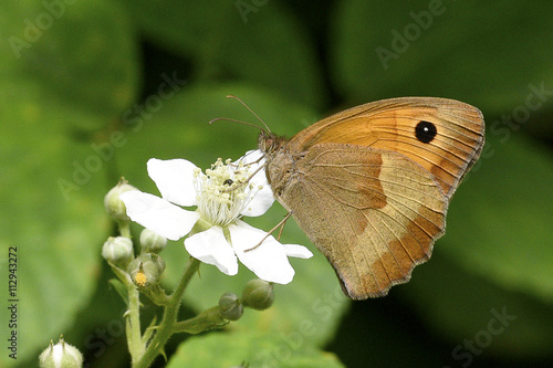 Farfalla Maniola Jurtina