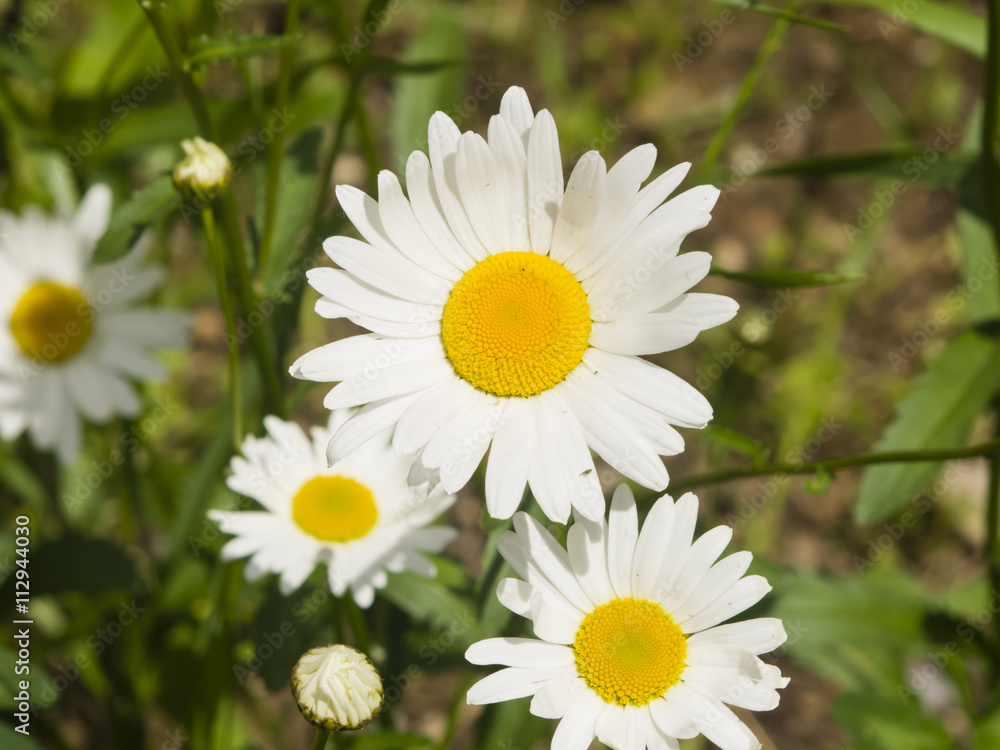 Oxeye daisy, Leucanthemum vulgare, flowers macro with bokeh background, selective focus, shallow DOF Oxeye daisy, Leucanthemum vulgare, flowers macro with bokeh background, selective focus, shallow DOF