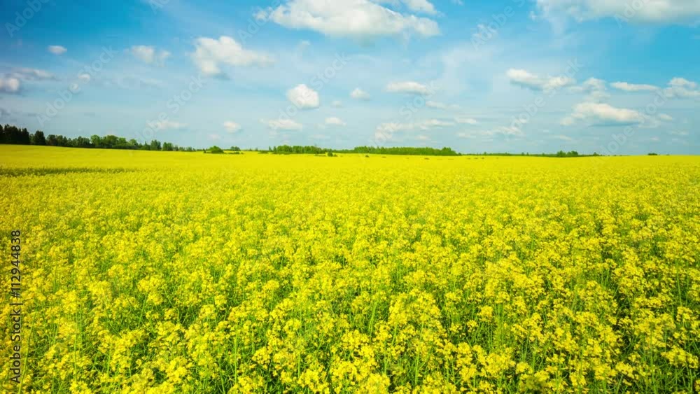 blooming canola on the field, panoramic time-lapse blooming canola on the field, panoramic time-lapse