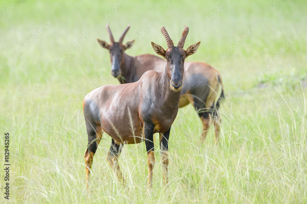 Two Topi (Damaliscus lunatus jimela) standing on savanna, looking at camera, Akagera National Park, Rwanda Two Topi (Damaliscus lunatus jimela) standing on savanna, looking at camera, Akagera National Park, Rwanda