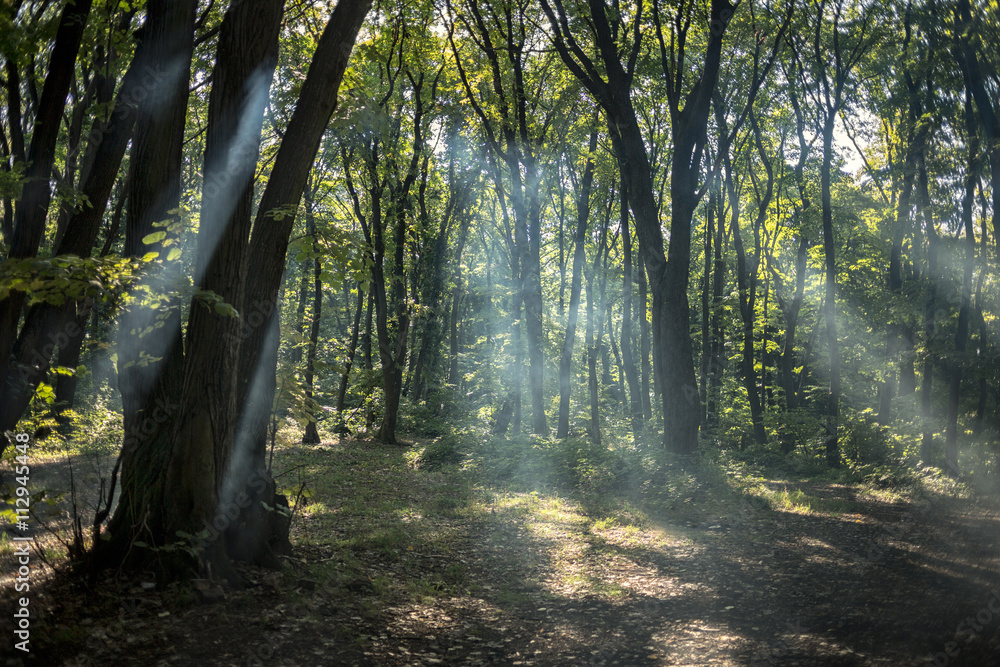 Naklejka premium Beautiful forest