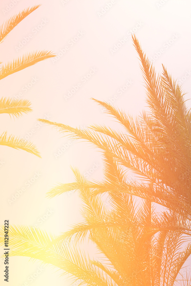 Fototapeta premium Palm trees against sky. summer and tropical concept.