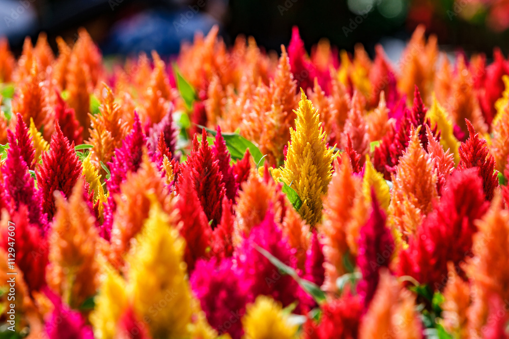Red and yellow celosia flower in sunlight at morning