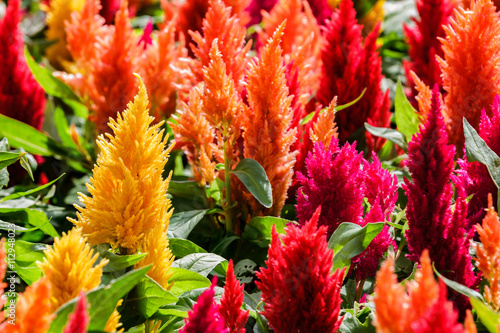 Red and yellow celosia flower in sunlight at morning