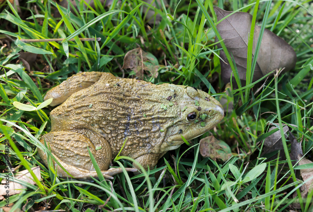 Fototapeta premium Frog