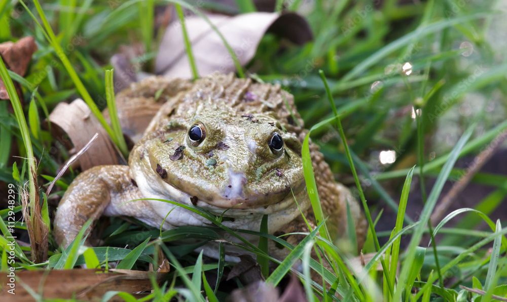 Fototapeta premium Frog