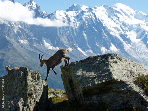 Bouquetin face au mont blanc depuis le lac blanc