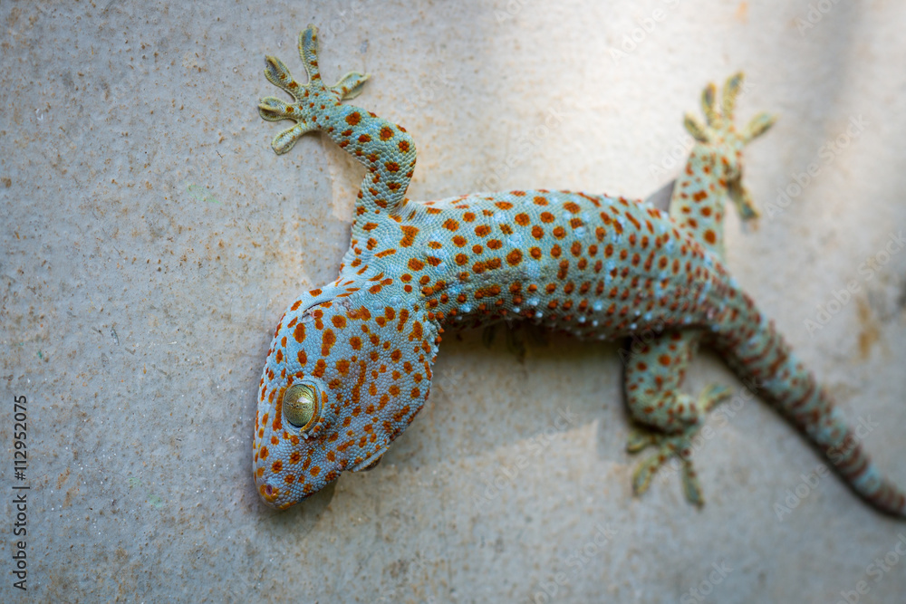 Naklejka premium gecko on house wall