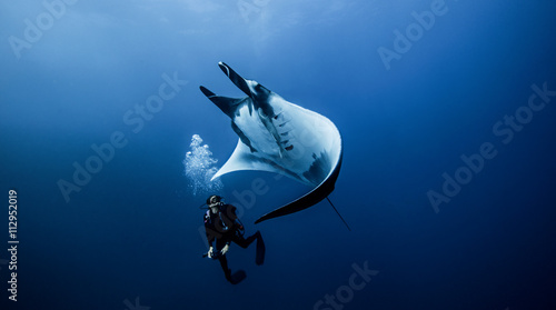 Scuba diver with manta ray underwater photo