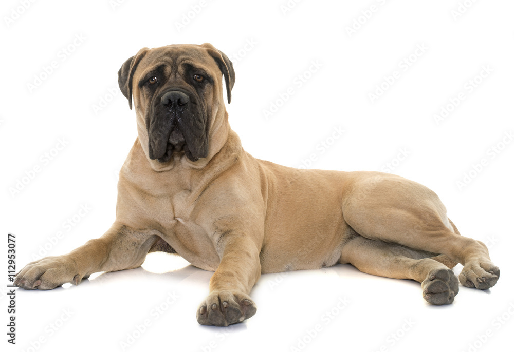 young bull mastiff in studio - obrazy, fototapety, plakaty 