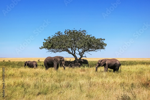 African elephants and a lone tree in the savannah