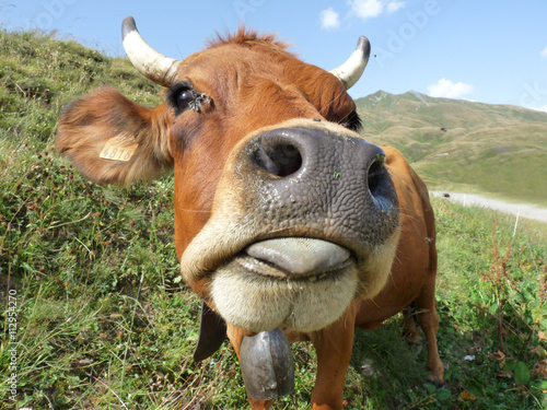 Une belle vache Tarine au pays du beaufortain Fototapete