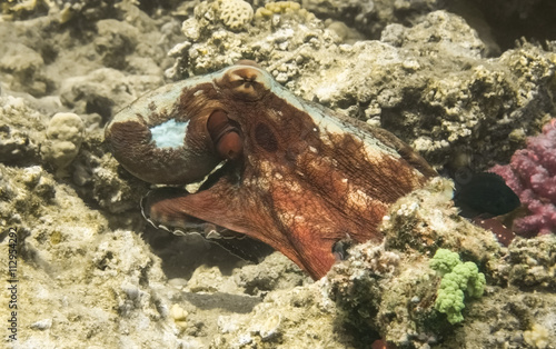 Octopus.Marine Life in the Red Sea. Egypt photo