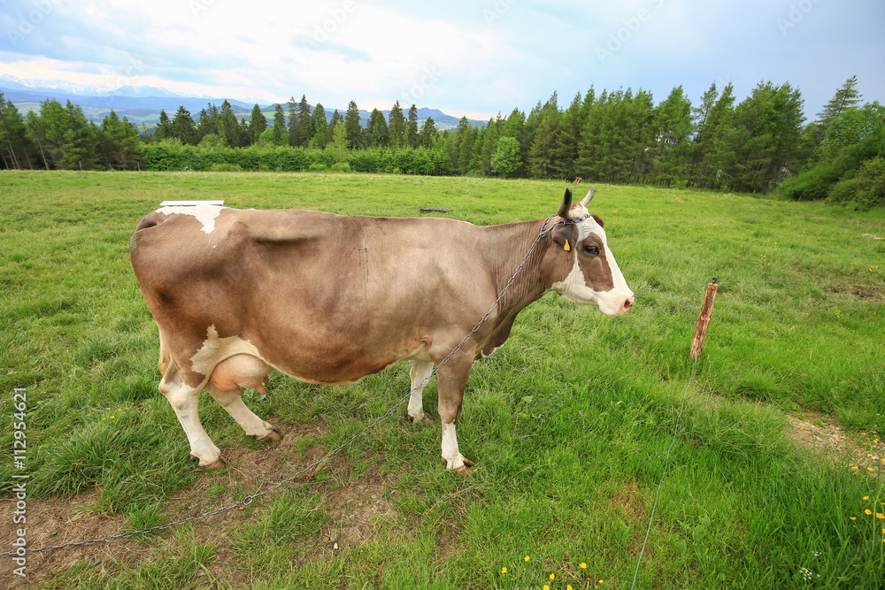 View of the cow in the mountain meadow / ecological farming.