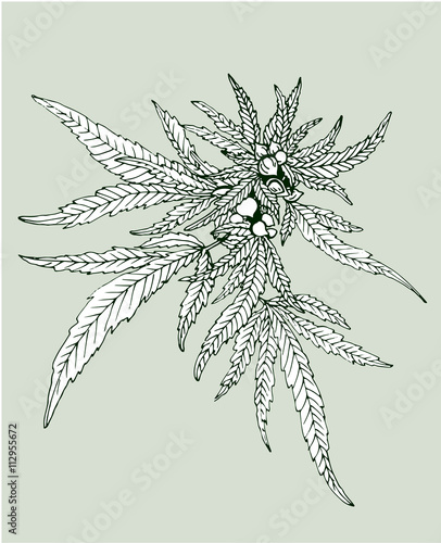 Cannabis leafs vector