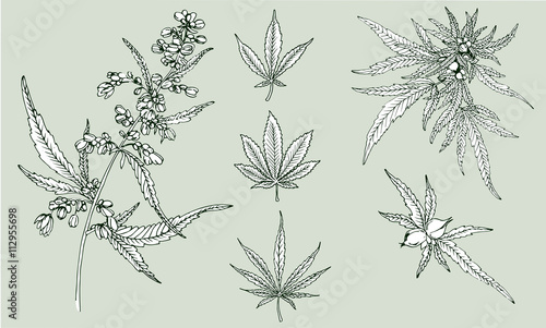 Cannabis leafs vector