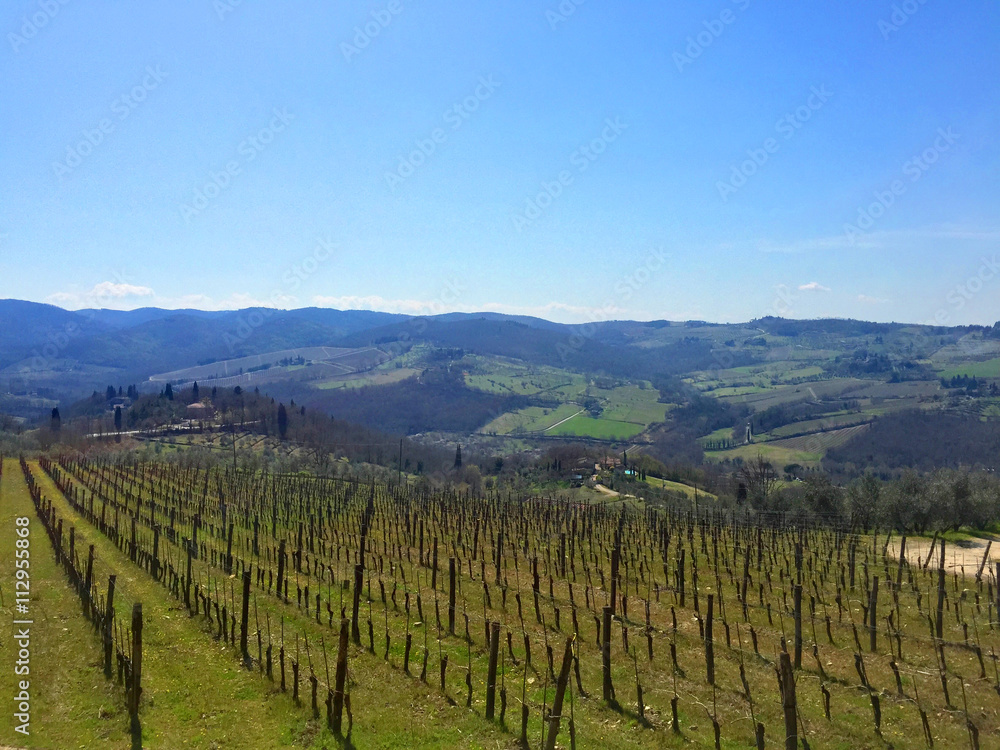 Beautiful Italian Tuscan vineyard