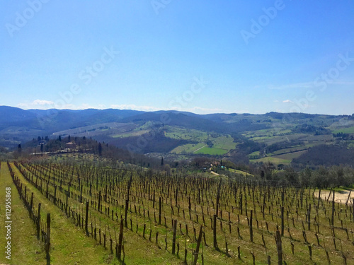 Beautiful Italian Tuscan vineyard