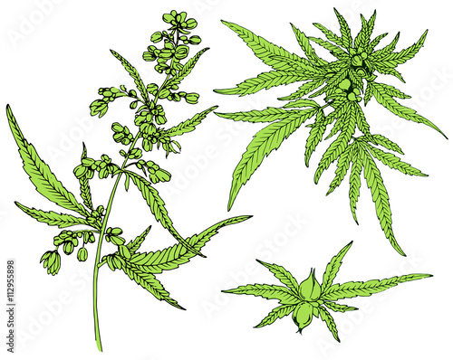 Cannabis leafs vector