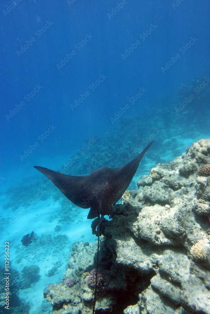 Fototapeta premium Stingray swims in the sea