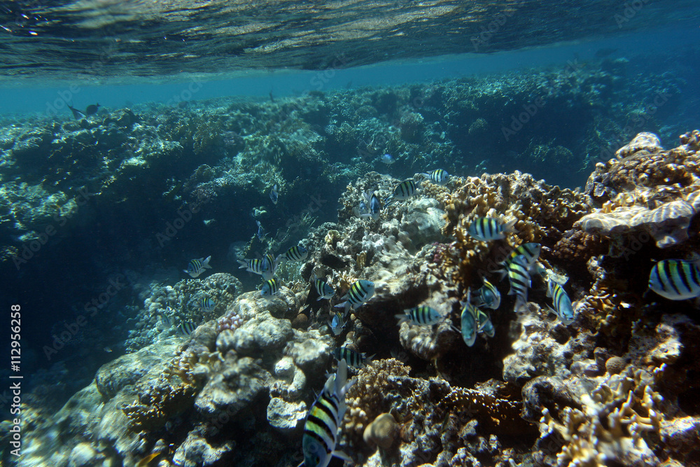 Naklejka premium Coral and fish in the Red Sea.Egypt