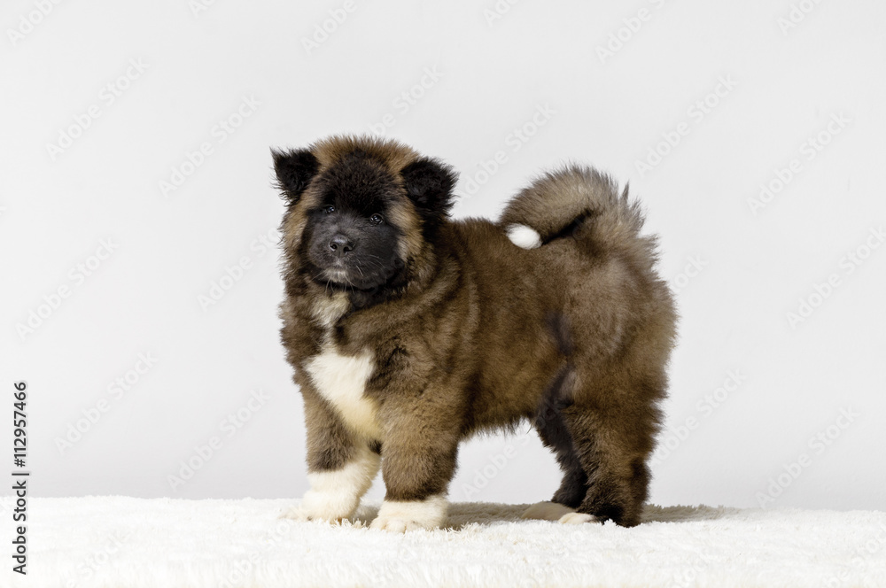 Naklejka premium Puppy American Akita