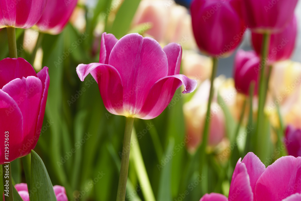 Pink tulips in spring with soft focus ** Note: Shallow depth of