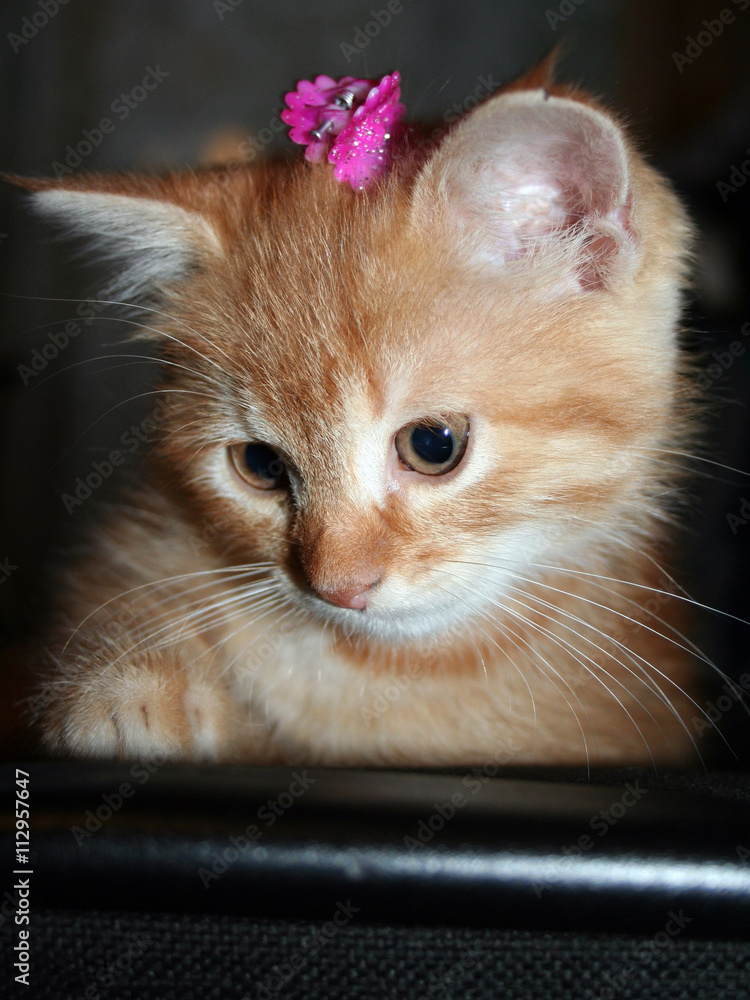 Fototapeta premium Ginger kitten with a bow on her head looking down
