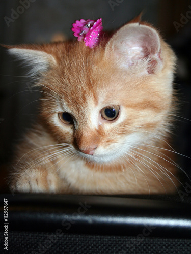Ginger kitten with a bow on her head looking down © 977_rex_977