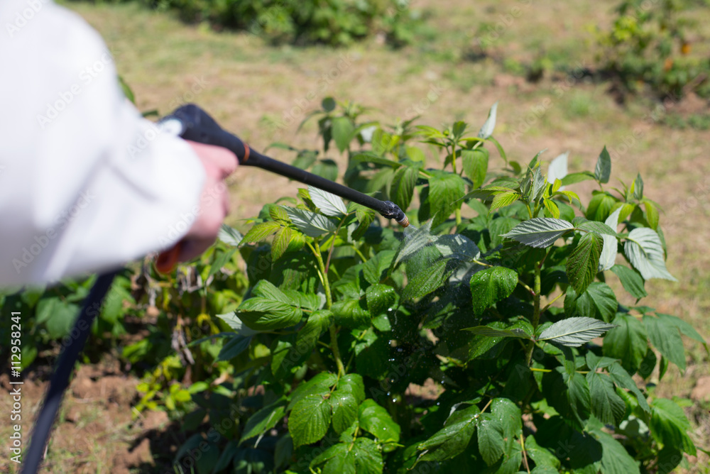 Man spraying chemicals on his raspberry field,colored and under exposed photo.Focus on sprayer Man spraying chemicals on his raspberry field,colored and under exposed photo.Focus on sprayer
