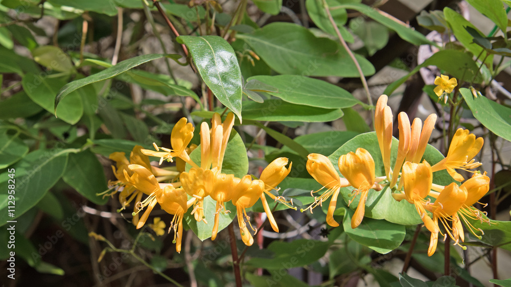Blühendes Geißblatt, Lonicera caprifolium Blühendes Geißblatt, Lonicera caprifolium