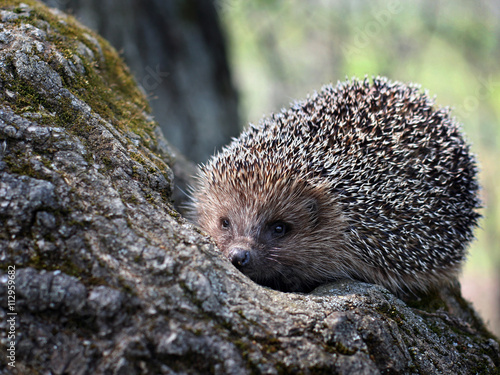 Hedgehog on a tree