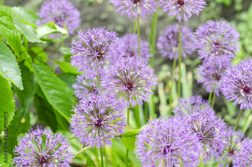 Bright beautiful flowers of decorative onion  spring photo.