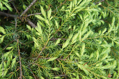 Green branches of juniper