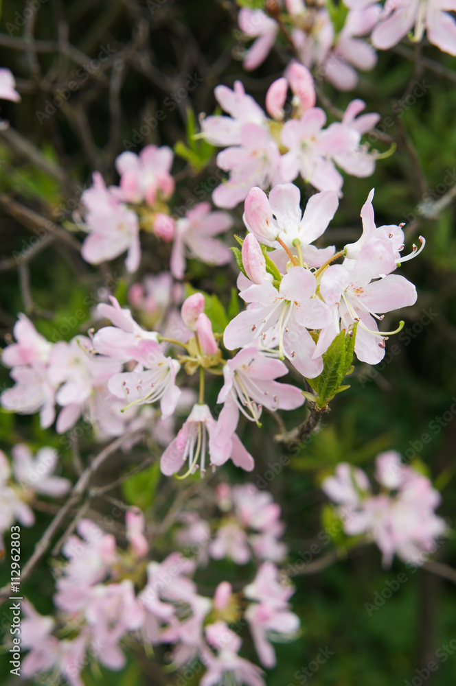 Pink Rhododendron or azalea flowers with branches Pink Rhododendron or azalea flowers with branches