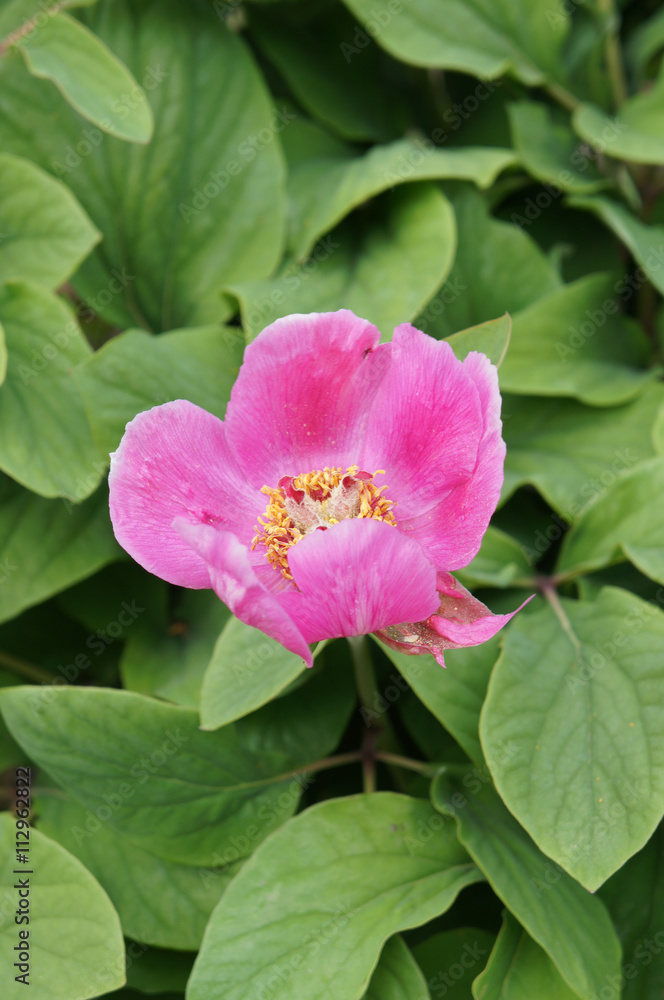 Pink peony in the garden Pink peony in the garden