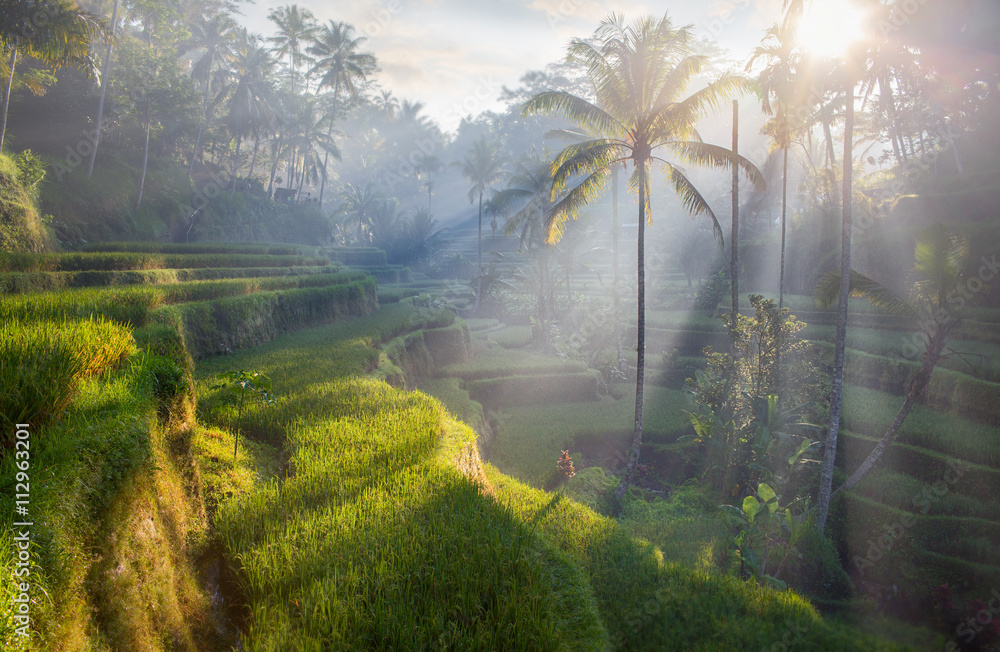 terrace rice fields, Bali, Indonesia - obrazy, fototapety, plakaty 
