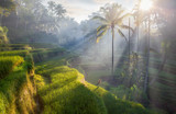 terrace rice fields, Bali, Indonesia