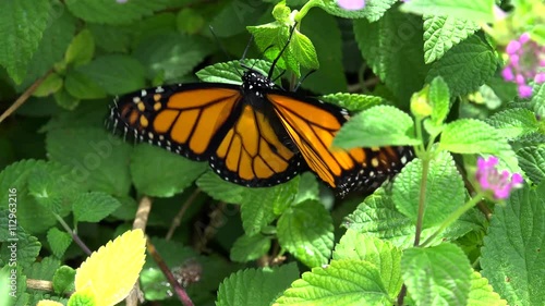 Monarch butterfly (Danaus plexippus). Bermuda