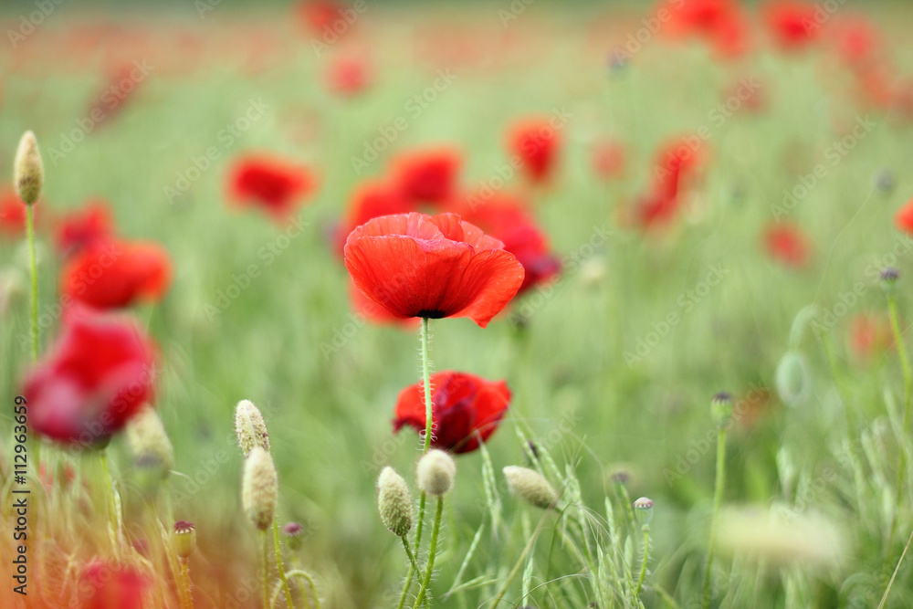 Fototapeta premium Czerwone kwiaty maku