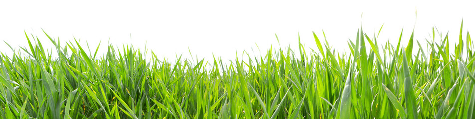 Grass in high definition isolated on a white background