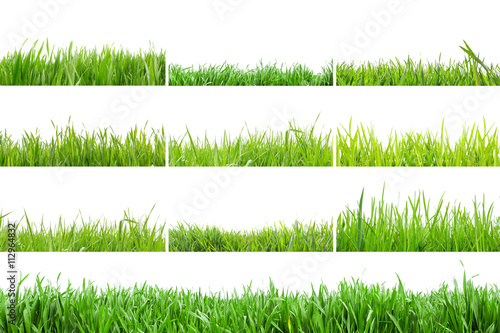 Grass in high definition isolated on a white background